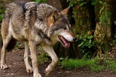 In Osburg hat ein Wolf ein totes Lamm in einem Vorgarten abgelegt.