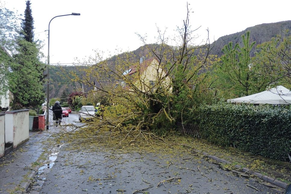 Auch in der Pfalzstraße in Bad Münster mussten die Helfer der Feuerwehr einen umgestürzten Baum beseitigen.